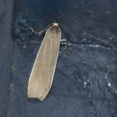 Scoliacma nana (Diminutive Footman) at Higgins, ACT - 2 May 2021 by AlisonMilton