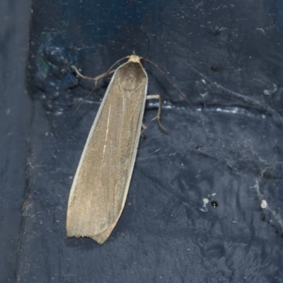 Scoliacma nana (Diminutive Footman) at Higgins, ACT - 2 May 2021 by AlisonMilton