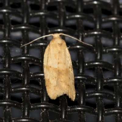 Merophyas divulsana (Lucerne Leafroller (Tortricinae, Archipini) at Higgins, ACT - 2 May 2021 by AlisonMilton