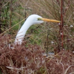 Ardea alba (Great Egret) at Isabella Pond - 17 Jun 2021 by RodDeb