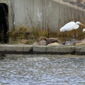 Ardea alba at Monash, ACT - 17 Jun 2021