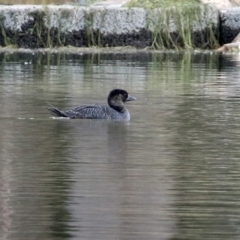 Biziura lobata (Musk Duck) at Isabella Pond - 17 Jun 2021 by RodDeb