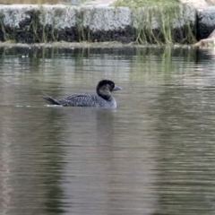 Biziura lobata (Musk Duck) at Tuggeranong Creek to Monash Grassland - 17 Jun 2021 by RodDeb