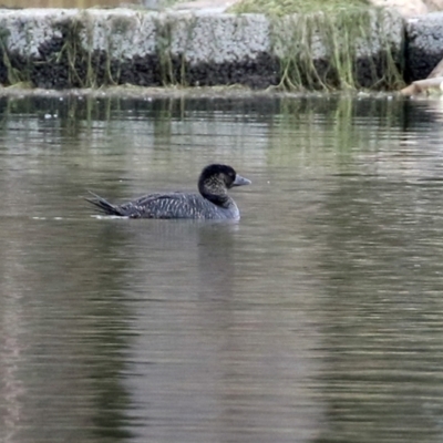 Biziura lobata (Musk Duck) at Monash, ACT - 17 Jun 2021 by RodDeb