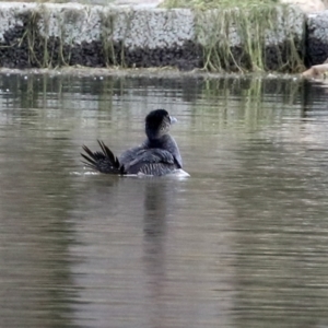 Biziura lobata at Monash, ACT - 17 Jun 2021