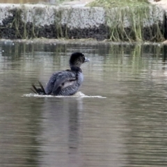 Biziura lobata at Monash, ACT - 17 Jun 2021