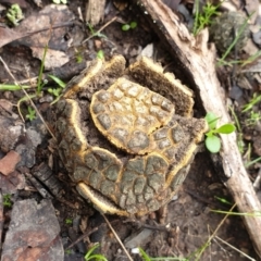 Scleroderma sp. (Scleroderma) at Holt, ACT - 14 Jun 2021 by drakes