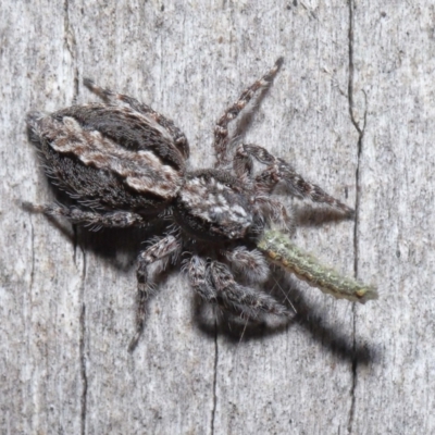 Clynotis severus (Stern Jumping Spider) at ANBG - 21 May 2021 by TimL