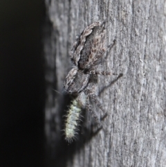 Clynotis severus at Downer, ACT - 21 May 2021 12:01 PM