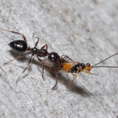 Myrmecorhynchus emeryi (Possum Ant) at Acton, ACT - 21 May 2021 by TimL