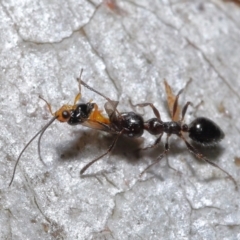 Myrmecorhynchus emeryi at Acton, ACT - 21 May 2021 12:36 PM