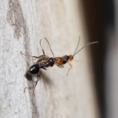 Myrmecorhynchus emeryi at Acton, ACT - 21 May 2021 12:36 PM