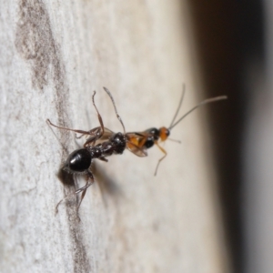 Myrmecorhynchus emeryi at Acton, ACT - 21 May 2021 12:36 PM