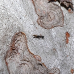 Myrmecorhynchus emeryi at Acton, ACT - 21 May 2021