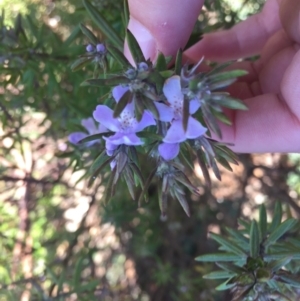 Westringia eremicola at Lyneham, ACT - 8 Jul 2021