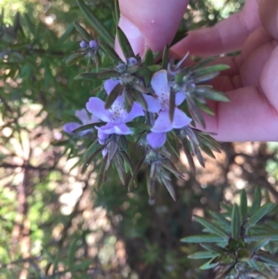 Westringia eremicola (Slender Western Rosemary) at Lyneham Wetland - 8 Jul 2021 by JaceWT