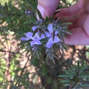 Westringia eremicola at Lyneham, ACT - 8 Jul 2021