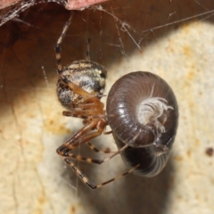 Cryptachaea veruculata (Diamondback comb-footed spider) at ANBG - 7 May 2021 by TimL