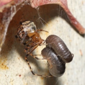 Cryptachaea veruculata at Acton, ACT - 7 May 2021