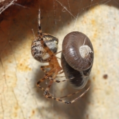 Cryptachaea veruculata at Acton, ACT - 7 May 2021