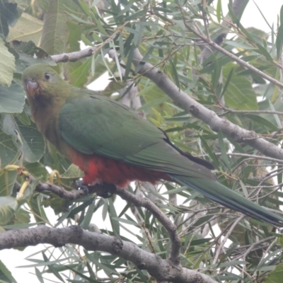 Alisterus scapularis (Australian King-Parrot) at Pollinator-friendly garden Conder - 27 Mar 2021 by michaelb