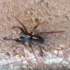 Zoridae (family) (Unidentified Wandering ghost spider) at Sullivans Creek, Lyneham South - 18 Jun 2021 by trevorpreston