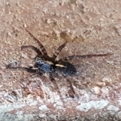 Zoridae (family) (Unidentified Wandering ghost spider) at Sullivans Creek, Lyneham South - 18 Jun 2021 by tpreston