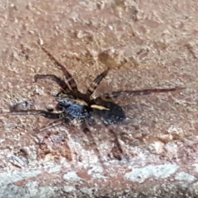 Zoridae (family) (Unidentified Wandering ghost spider) at Sullivans Creek, Lyneham South - 18 Jun 2021 by trevorpreston