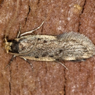 Hoplostega ochroma (a Eulechria Group moth) at Melba, ACT - 23 Jun 2020 by Bron