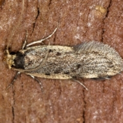 Hoplostega ochroma (a Eulechria Group moth) at Melba, ACT - 22 Jun 2020 by Bron