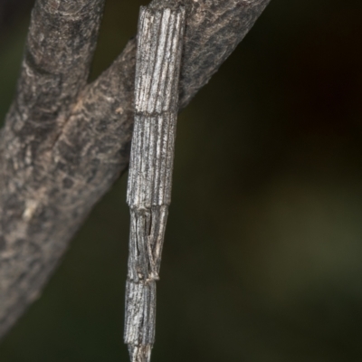 Lepidoscia arctiella (Tower Case Moth) at Hall, ACT - 12 May 2020 by Bron