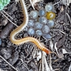 Geophilomorpha sp. (order) (Earth or soil centipede) at Sullivans Creek, Lyneham South - 18 Jun 2021 by tpreston