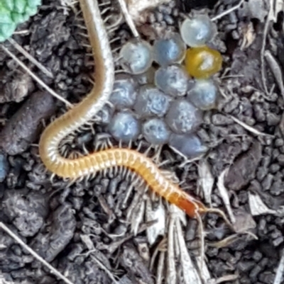 Geophilomorpha sp. (order) (Earth or soil centipede) at Lyneham, ACT - 18 Jun 2021 by trevorpreston