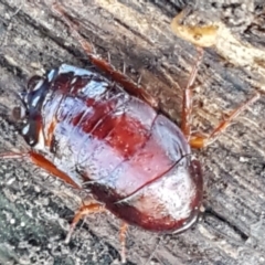 Platyzosteria similis (Red-legged litter runner) at Sullivans Creek, Lyneham South - 18 Jun 2021 by trevorpreston