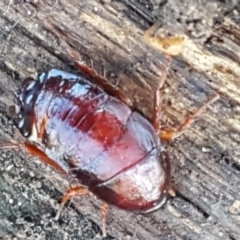 Platyzosteria similis at Lyneham, ACT - 18 Jun 2021 10:52 AM