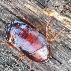 Platyzosteria similis at Lyneham, ACT - 18 Jun 2021