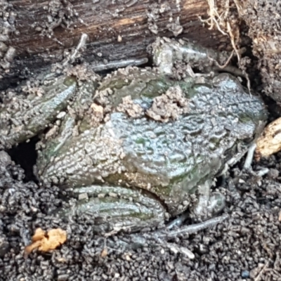 Limnodynastes tasmaniensis (Spotted Grass Frog) at Lyneham, ACT - 18 Jun 2021 by trevorpreston