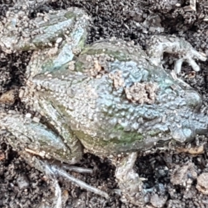 Limnodynastes tasmaniensis at Lyneham, ACT - 18 Jun 2021 10:54 AM