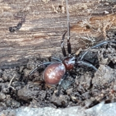 Steatoda capensis (South African cupboard spider) at Sullivans Creek, Lyneham South - 18 Jun 2021 by trevorpreston