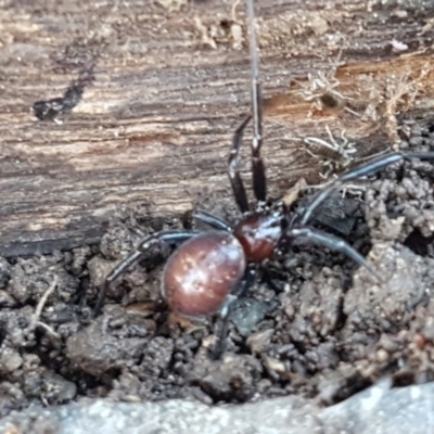 Steatoda capensis (South African cupboard spider) at Sullivans Creek, Lyneham South - 18 Jun 2021 by trevorpreston