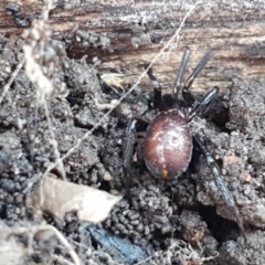 Steatoda capensis at Lyneham, ACT - 18 Jun 2021