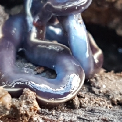 Caenoplana coerulea (Blue Planarian, Blue Garden Flatworm) at Lyneham, ACT - 18 Jun 2021 by tpreston