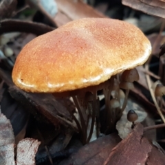 Unidentified Cap on a stem; gills below cap [mushrooms or mushroom-like] at Bruce Ridge to Gossan Hill - 18 Jun 2021 by trevorpreston