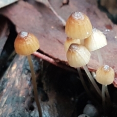 Mycena sp. ‘grey or grey-brown caps’ at Bruce, ACT - 18 Jun 2021 by trevorpreston