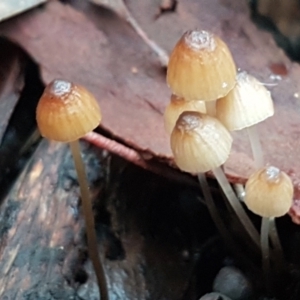 Mycena sp. ‘grey or grey-brown caps’ at Bruce, ACT - 18 Jun 2021