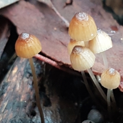Mycena sp. ‘grey or grey-brown caps’ at Bruce, ACT - 18 Jun 2021 by trevorpreston