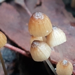 Mycena sp. ‘grey or grey-brown caps’ at Bruce, ACT - 18 Jun 2021