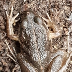 Limnodynastes tasmaniensis (Spotted Grass Frog) at Bruce Ridge - 18 Jun 2021 by trevorpreston