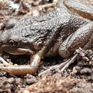 Limnodynastes tasmaniensis at Bruce, ACT - 18 Jun 2021