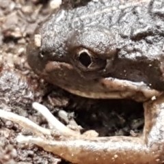 Limnodynastes tasmaniensis at Bruce, ACT - 18 Jun 2021